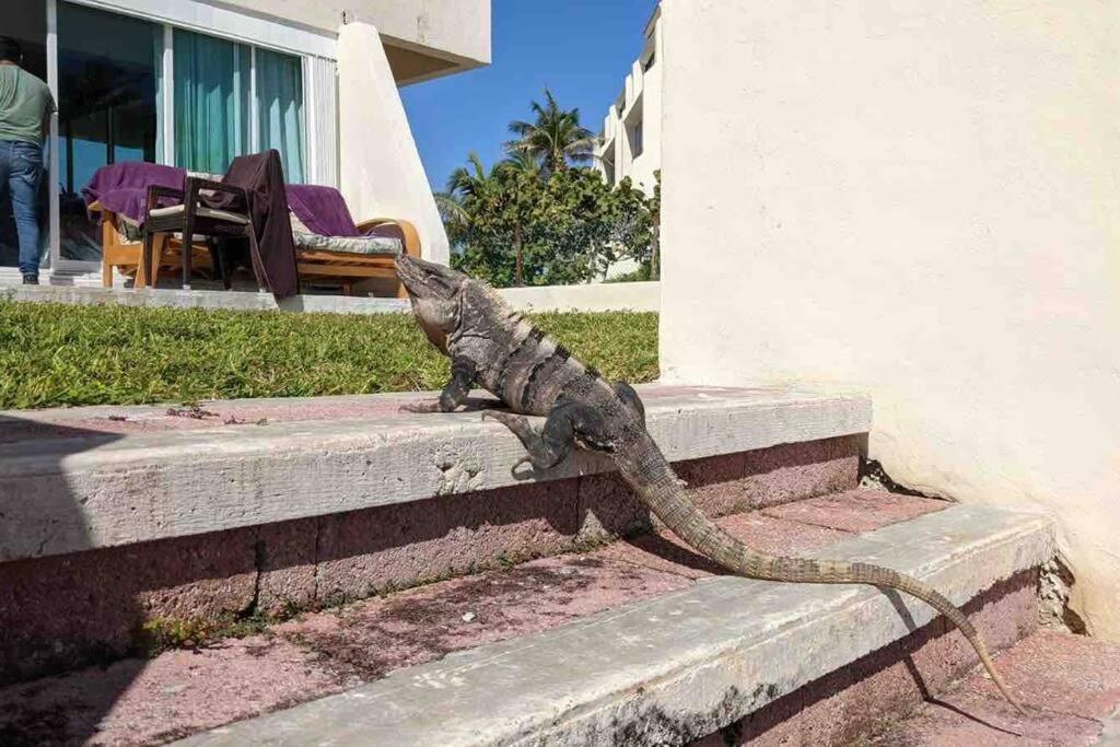 Cancun Oceanfront, Entire Apartment المظهر الخارجي الصورة